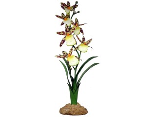Komodo Spider Orchid, 40 cm