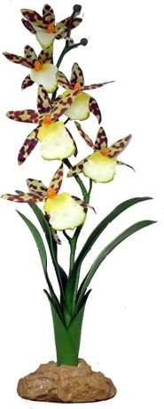 komodo-spider-orchid-40-cm-big-0