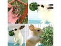 2-pieces-rabbit-hay-feeder-rabbit-hay-ball-stainless-rabbit-grass-ball-pet-hay-rack-bowl-accessories-for-guinea-pig-small-animal-pet-small-1