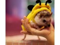 haichen-tec-hedgehog-clothes-bee-costume-small-animal-apparel-polar-fleece-material-handmade-hedgehog-hoodie-small-1