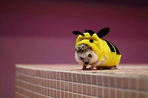 haichen-tec-hedgehog-clothes-bee-costume-small-animal-apparel-polar-fleece-material-handmade-hedgehog-hoodie-big-2