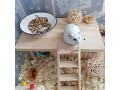 kathson-hamster-wooden-play-platform-pet-stand-platform-natural-wood-pet-house-small-0