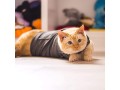 thundershirt-for-cats-small-1